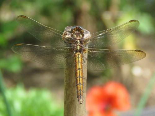 Réf. 208 406 : Orthetrum coerulescens